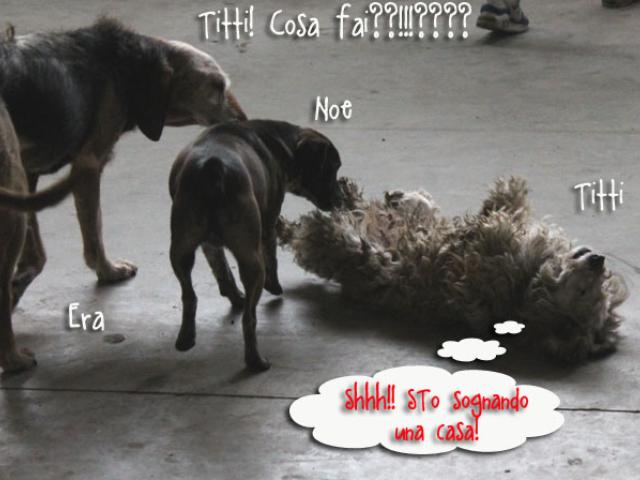 Titti... in attesa di una casa